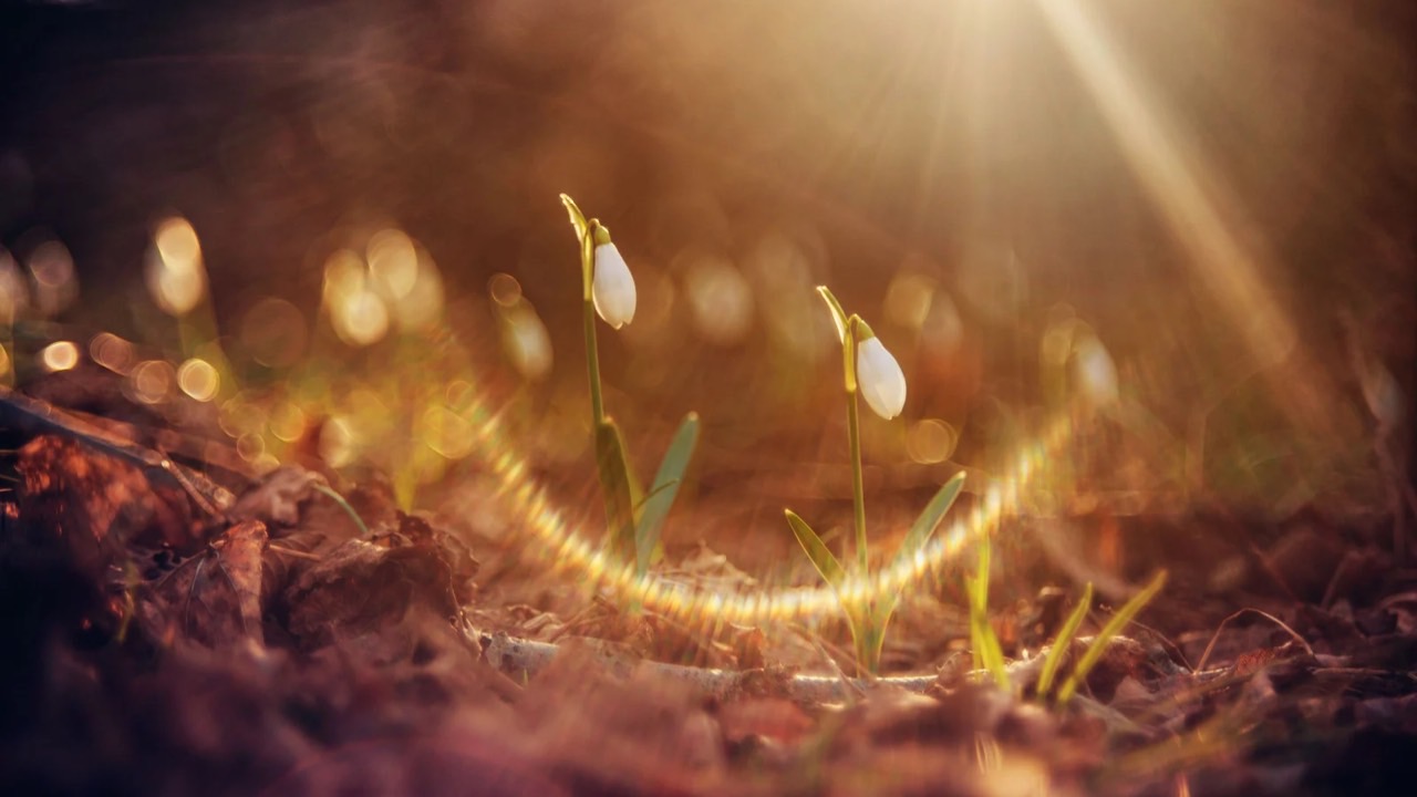 🌹本日1/15午前10時15分〜マカラ·サンクランティ（太陽が北半球を周り始める日）のエーカム・スーリヤ・ナラヤナ・プージャ✨