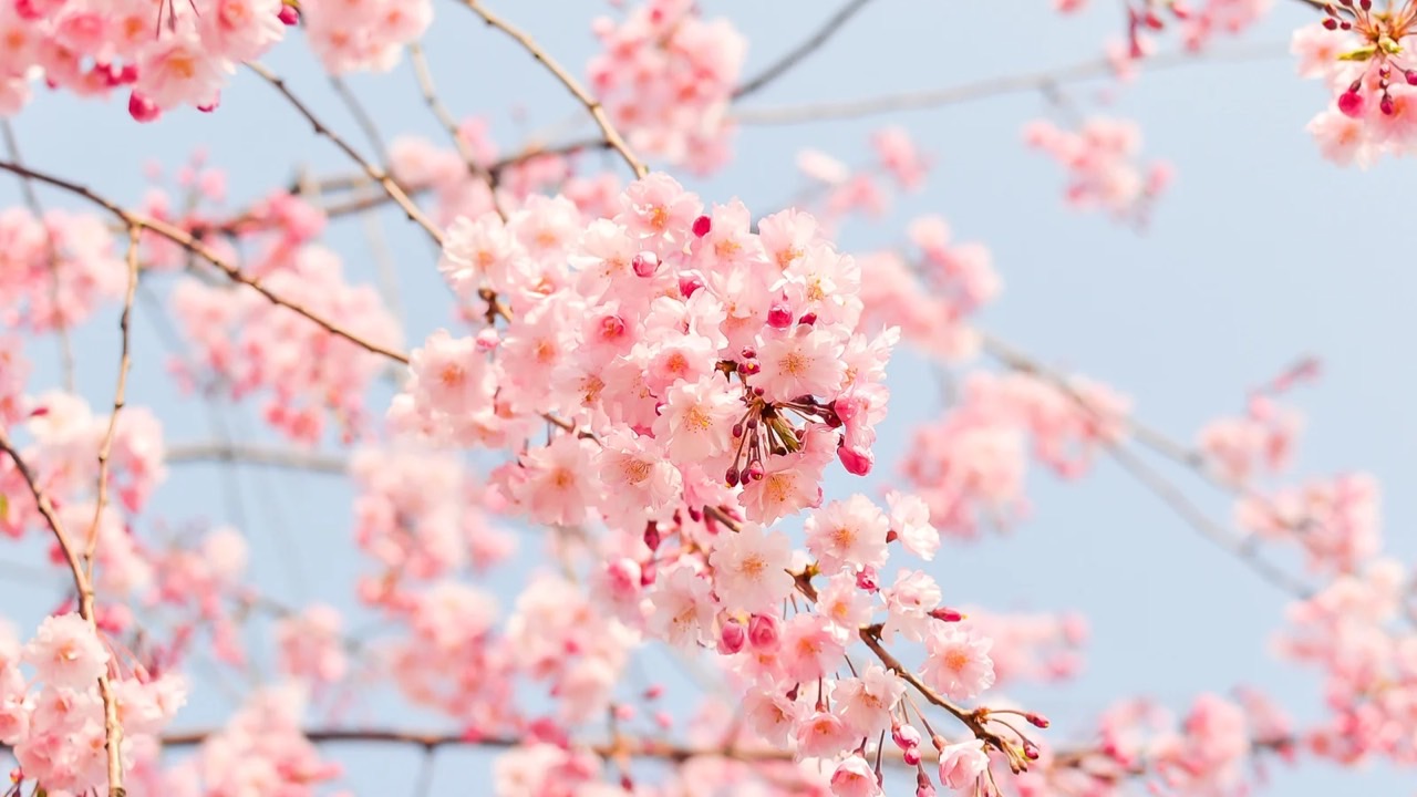 🌹第三チャクラ・マニプーラMANIFEST｜シュリ・プリタジ