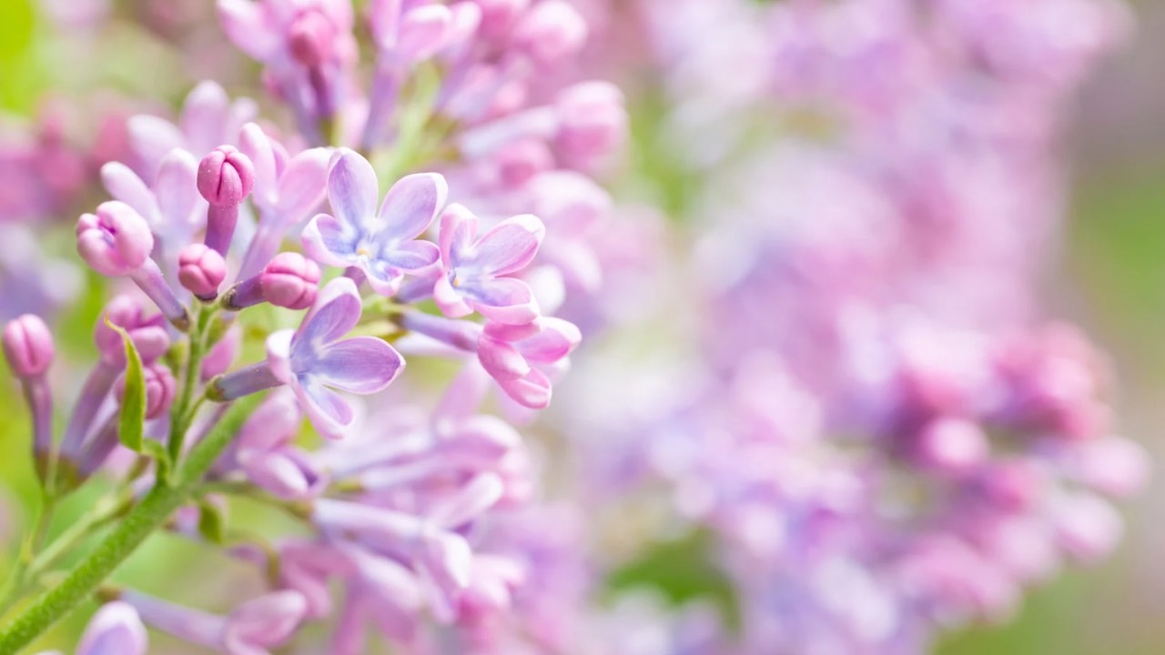 🌹自分の傲慢な態度を改めるにはどうすれば良いですか❓|シュリ・クリシュナジ