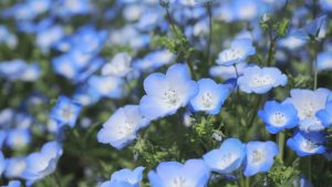 🌹悪い習慣が依存症になるのを止めるには？